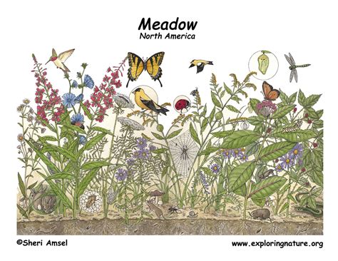 Cognitive Challenges in Pigmented Meadows: Implications for Conservation Efforts